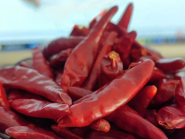 辣椒